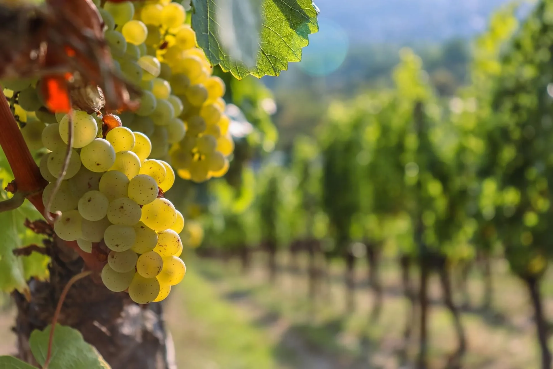 Vins & gastronomie